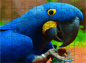 parrot bird puzzle